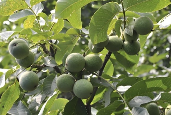 Food Manufacturing & Ingredient Processing