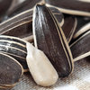 Sunflower Seeds