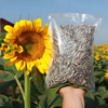 Sunflower Seeds