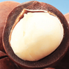 Macadamia Nuts (Inshell)